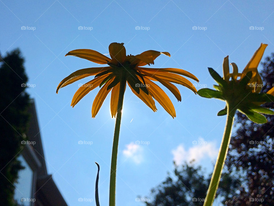 Flower looking up 