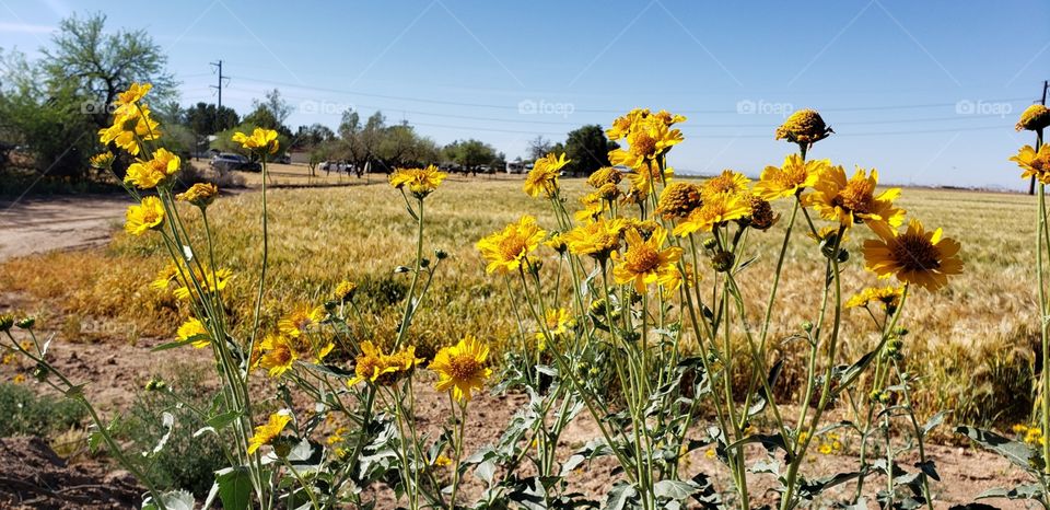 flowers at the edge