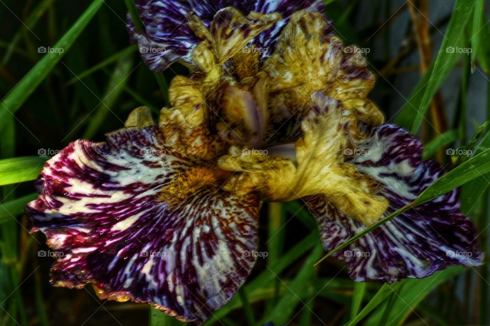 Iris explosion