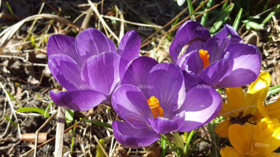 Crocus