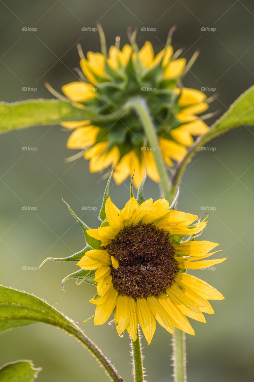 Vertical photo of a sunflower with another sunflower facing the other direction in soft focus behind it