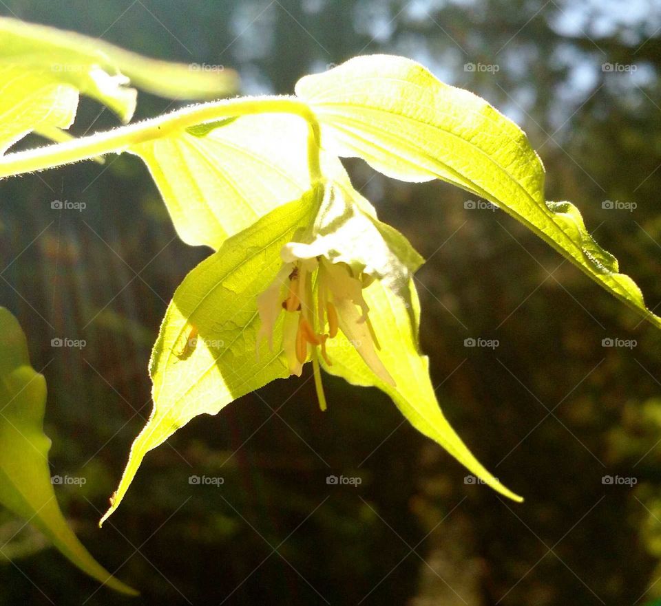 Leaf, Nature, No Person, Flora, Flower