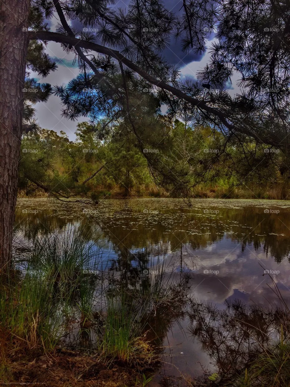 Pond Colors