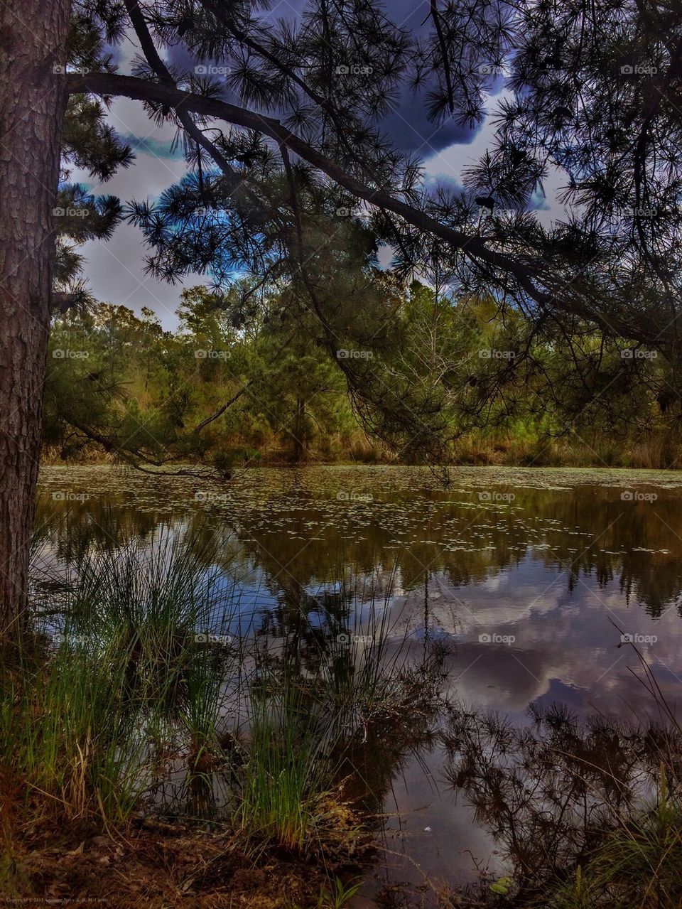 Pond Colors