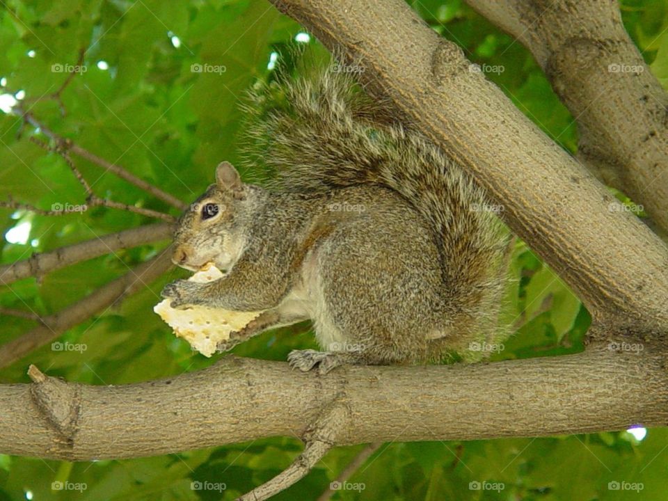 Hungry squirrel