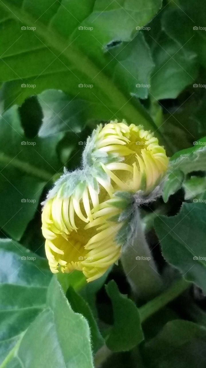 Siamese Twins Conjoined Yellow Flower