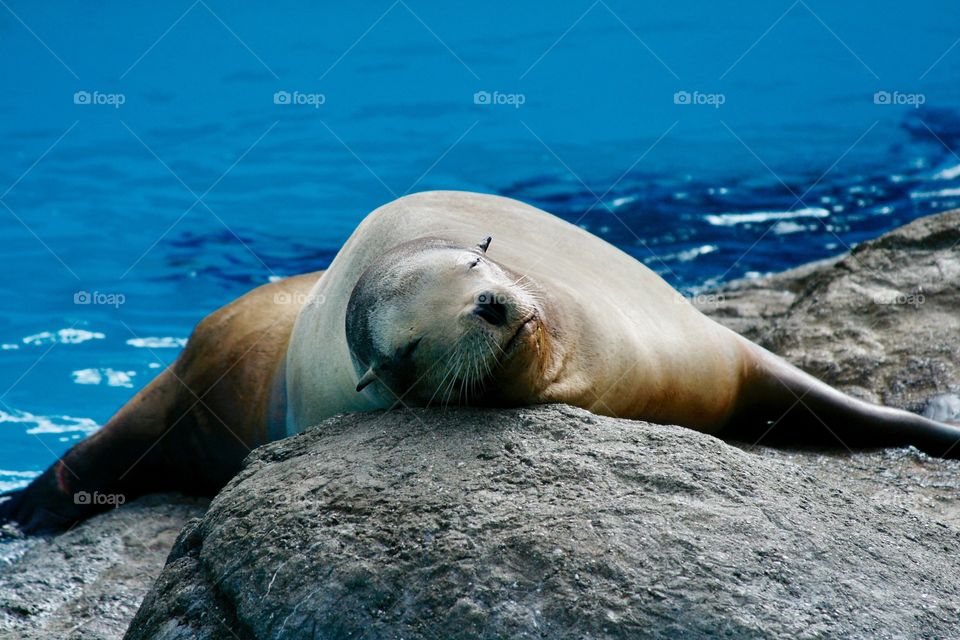 Sea lion 