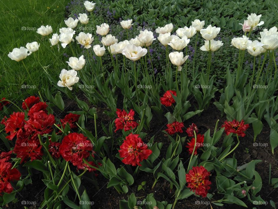 tulips flowers in the flowerbeds  spring time