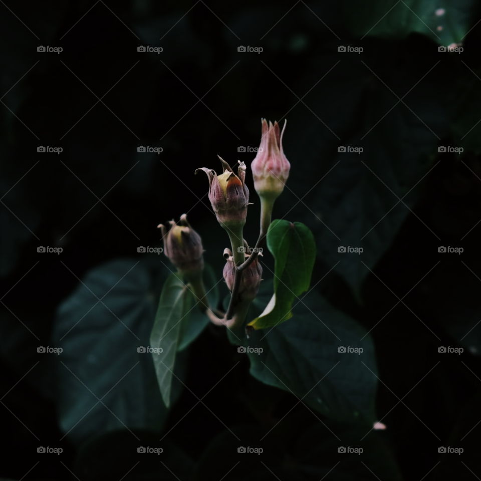 flower inthe dark
