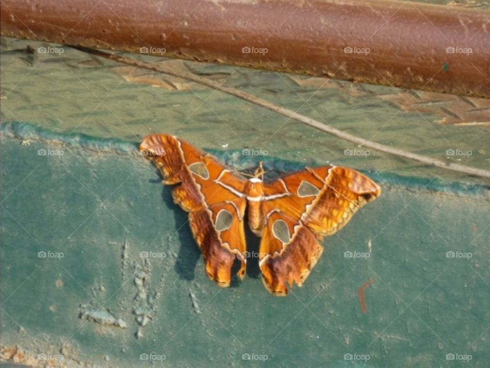 Peruvian moth
