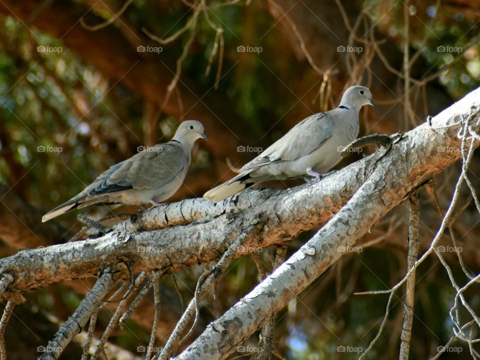 two pigeons in nature