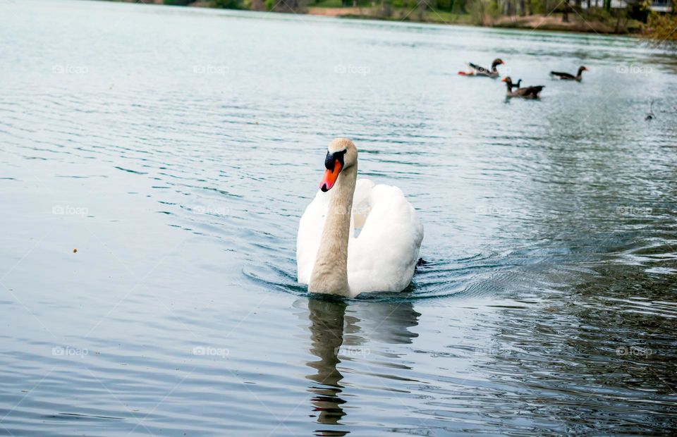 Swan