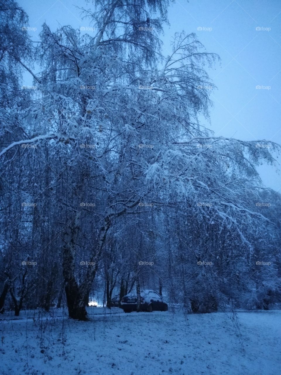 Winter, Snow, Cold, Tree, Frost