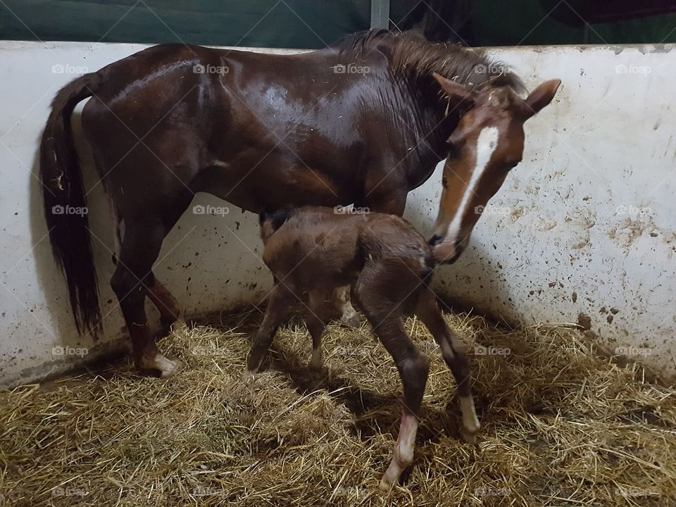foal standing after birth 2