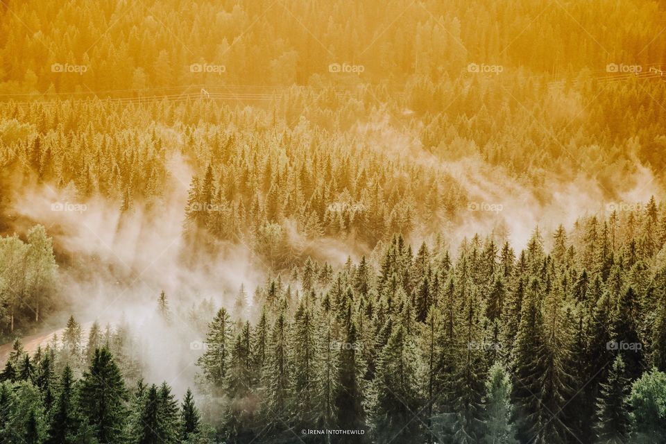 High angle view of forest during foggy weather