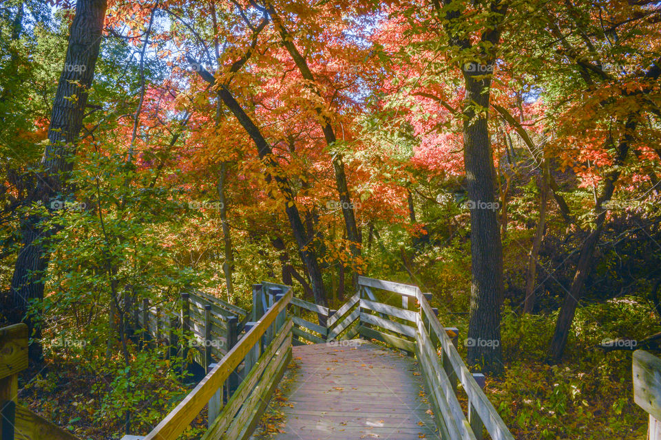Autumn colors on morning hike. Beautiful autumn colored trees at Starved Rock State Park located in Illinois