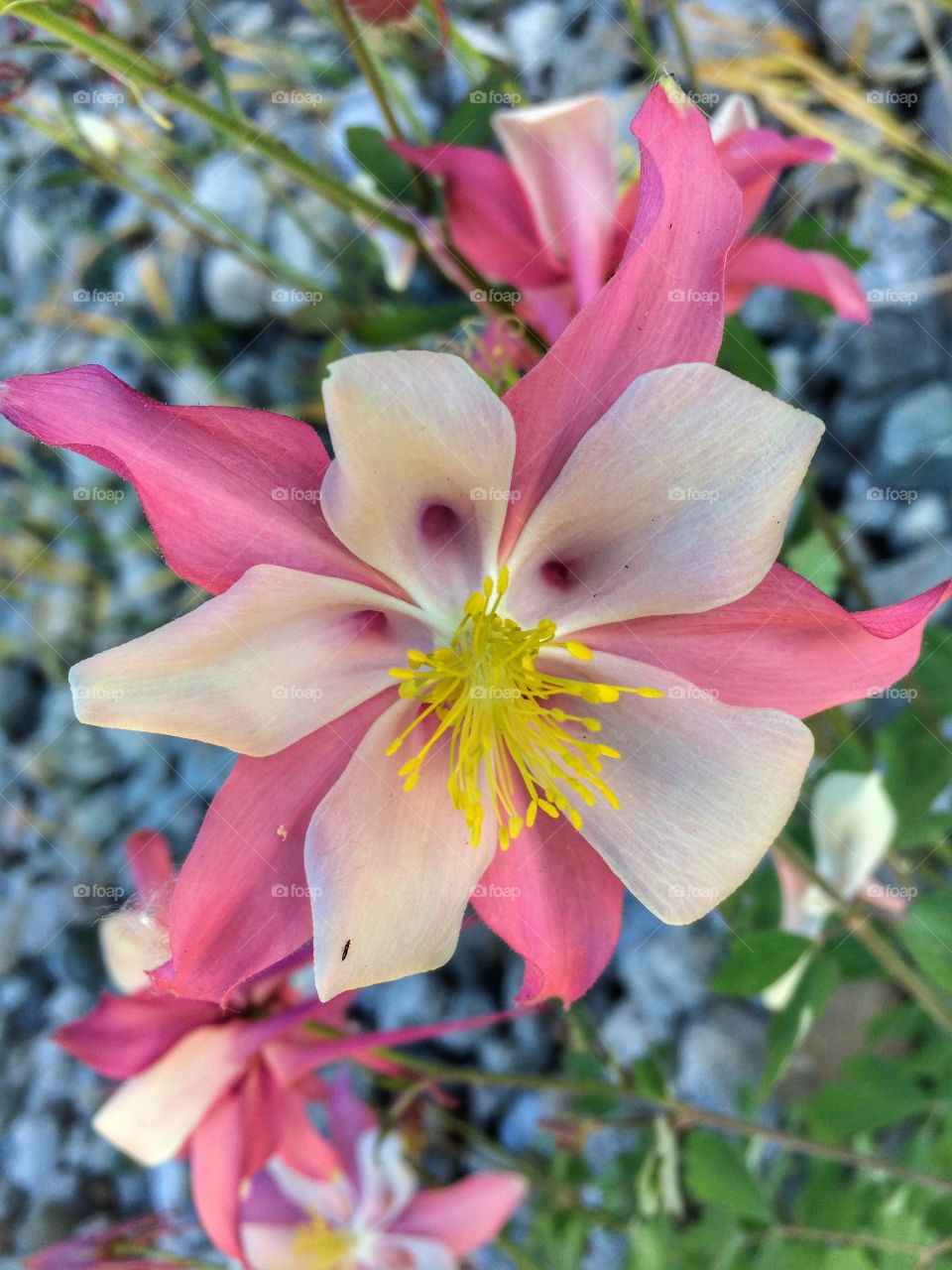 Pink and white flower! 