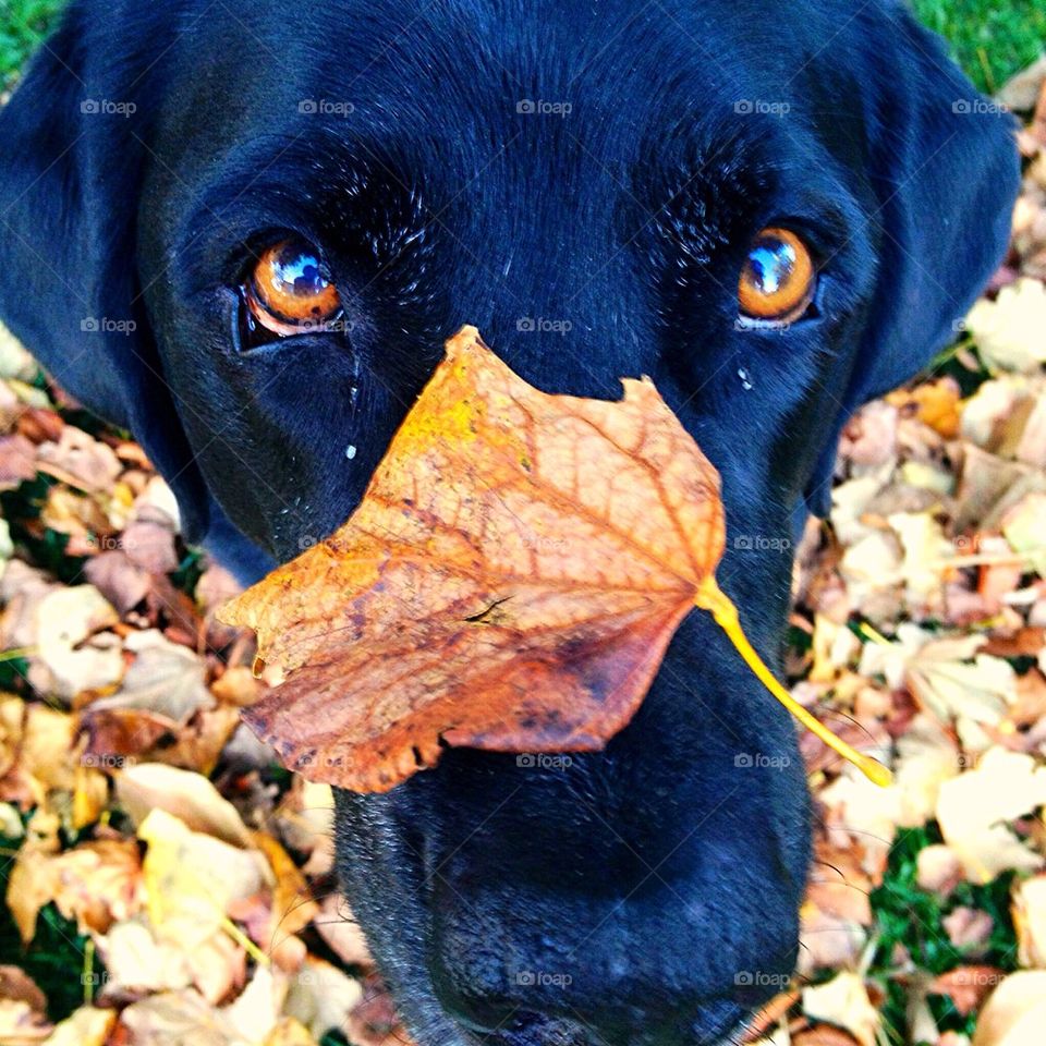 Lab with Fall Leaf