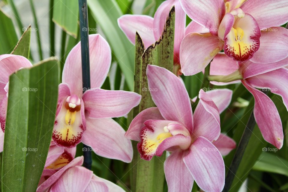 Pink and yellow zoomed in full bloom orchids