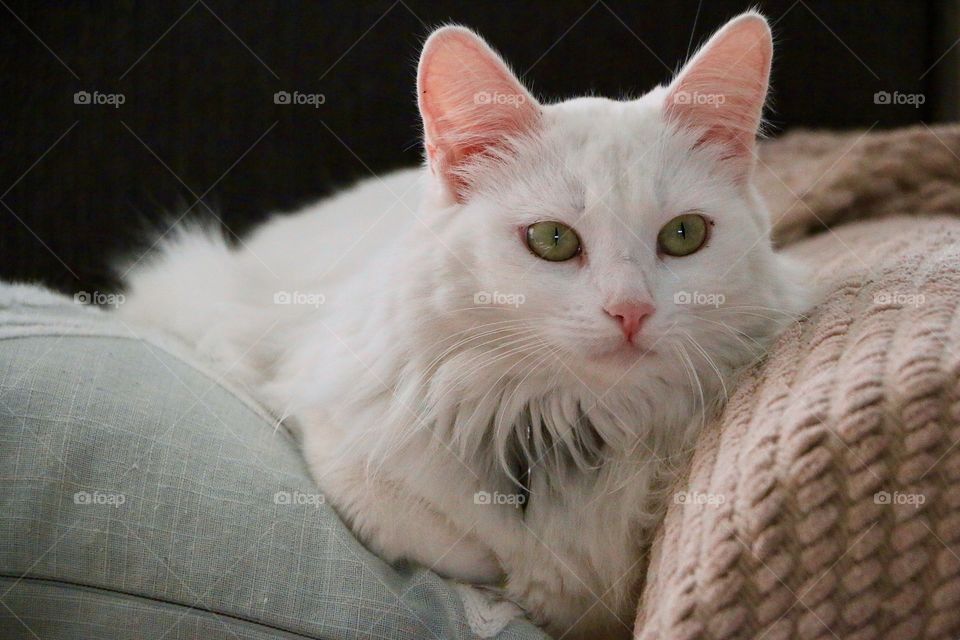 Cat on couch relaxing on a spring day