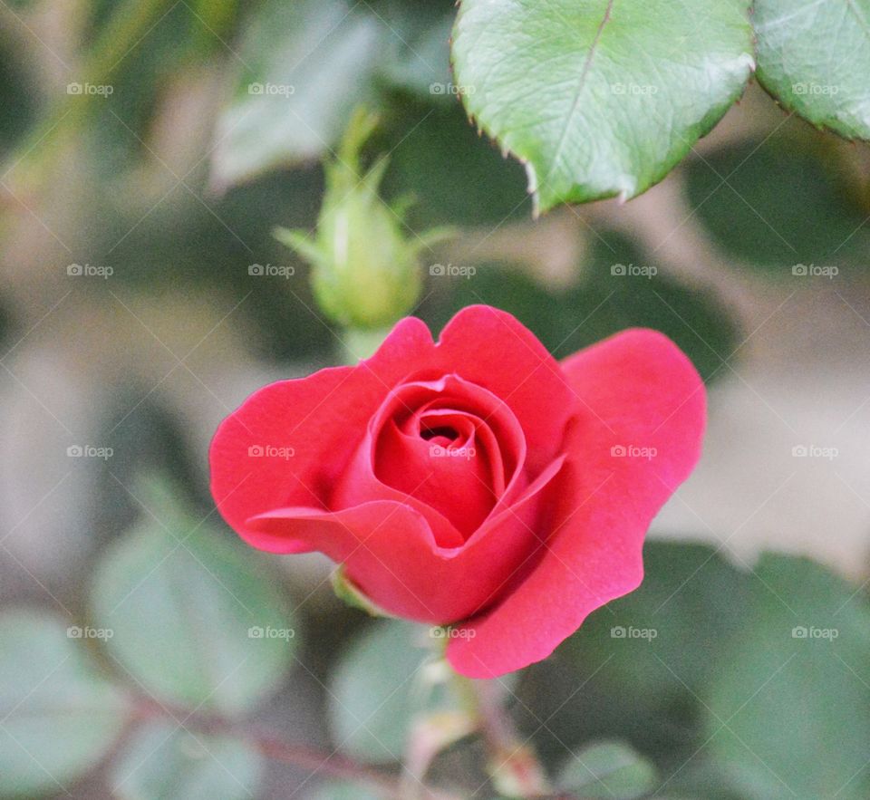 Pink rose bud. 