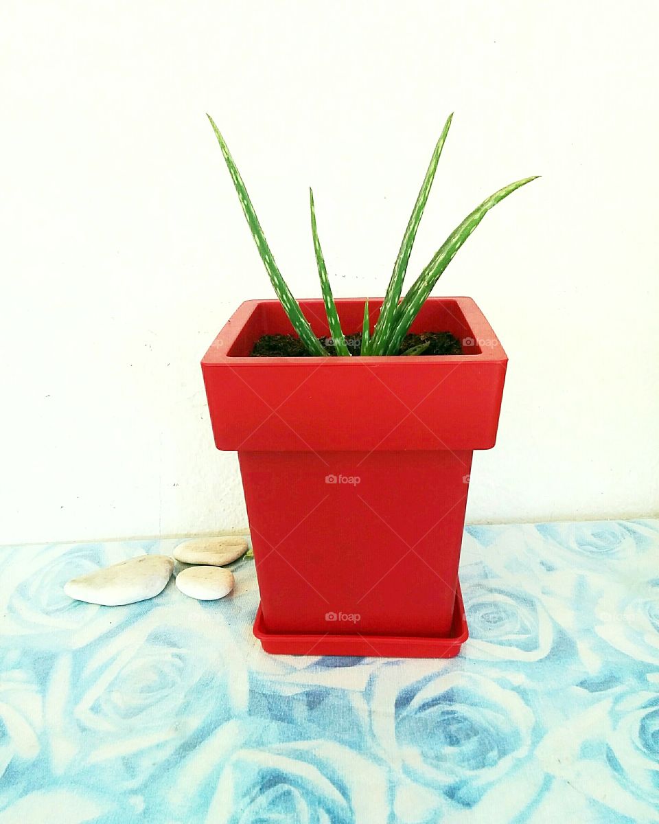 Beautiful contrasting colors, red, white, blue and green. An aloe vera succulent plant, on our table on the balcony.