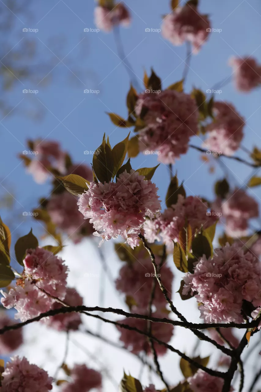 Spring 