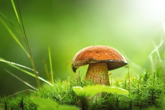 Mushroom 