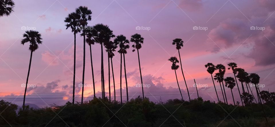 Palm tree evening#sun set