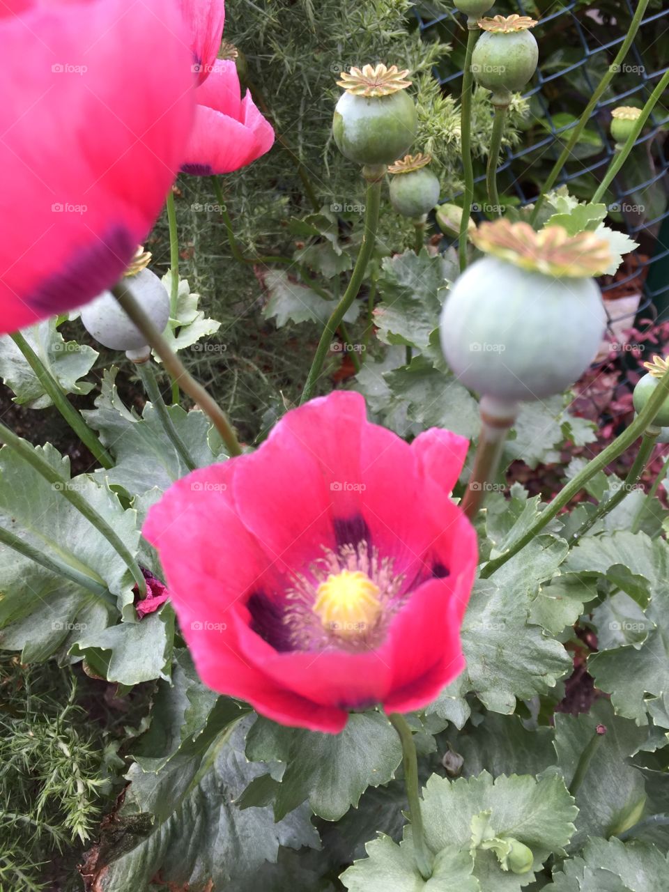 Poppies in Dublin 