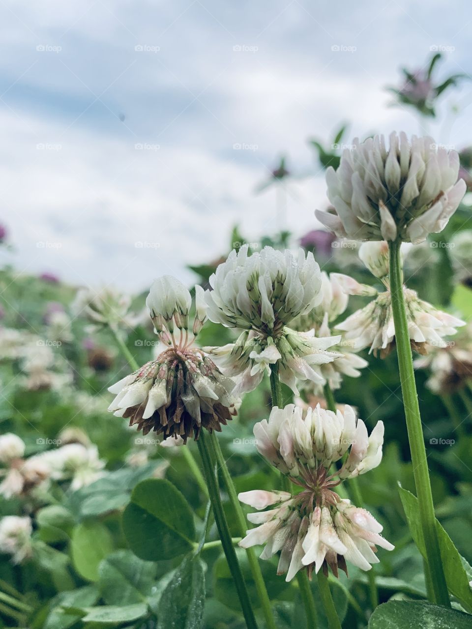 Closeup low-angle view of white clover blossoms