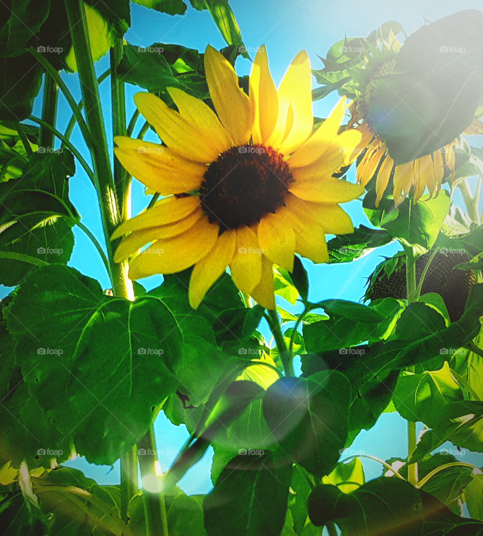 Sunflower