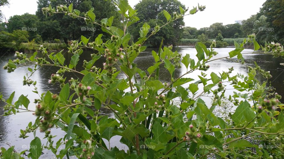Leaf, Flora, Nature, Tree, Growth