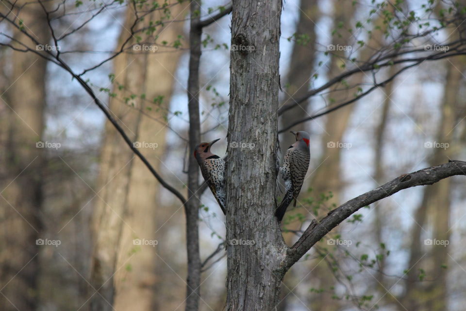 Northern Flickers dancing around the tree