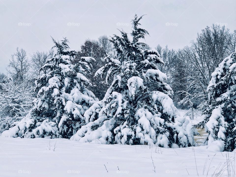 Winter snow scenes