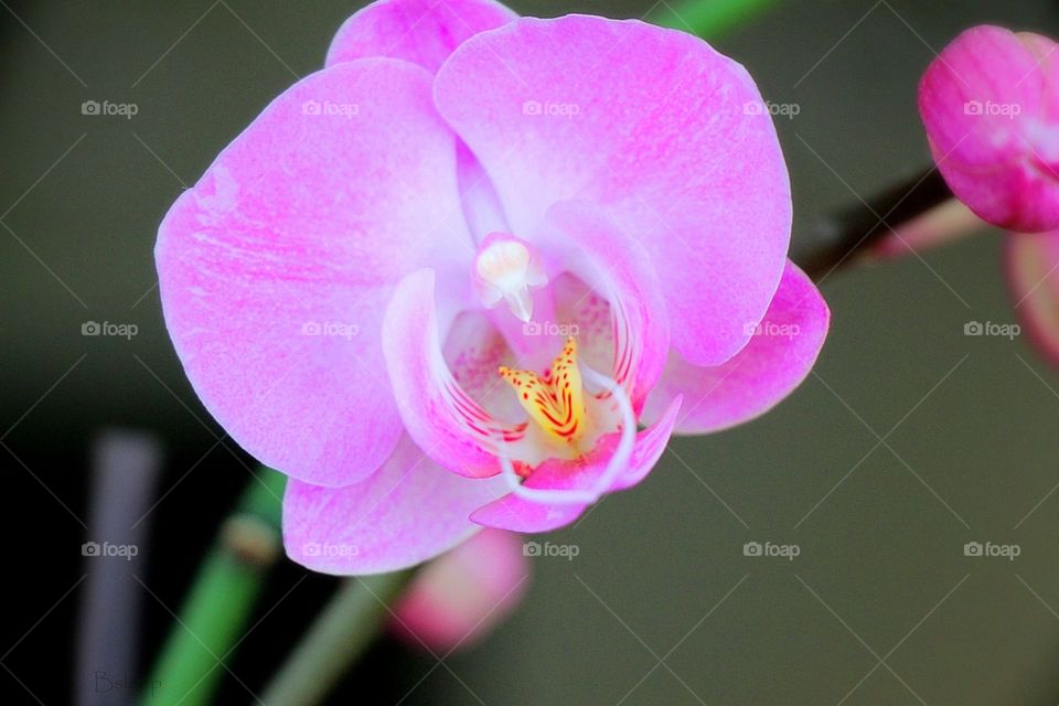 Single Orchid Blossom