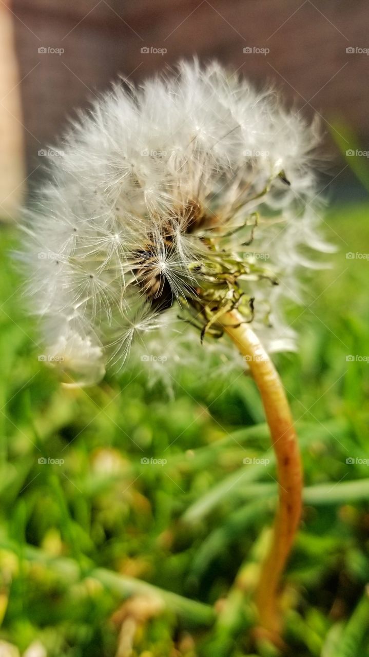 Dandelion in the sun