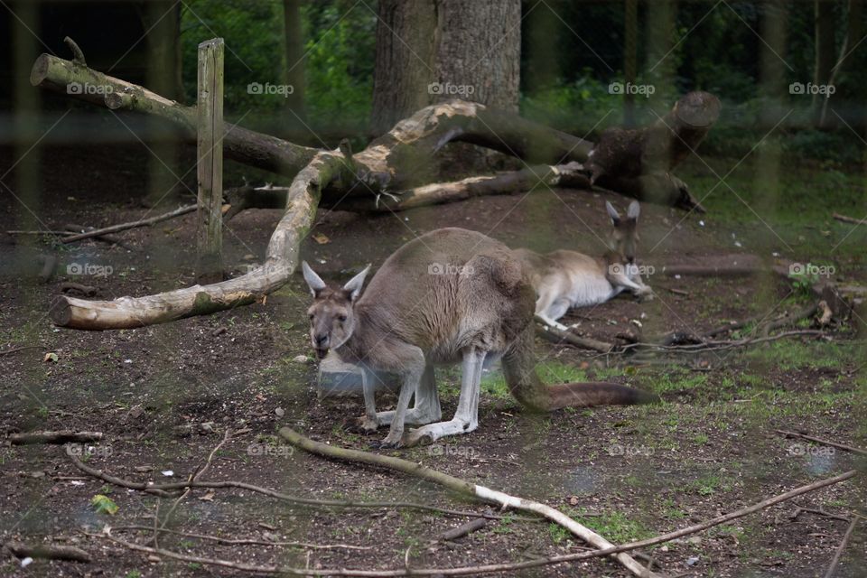 Mammal, Wood, Nature, No Person, Wildlife