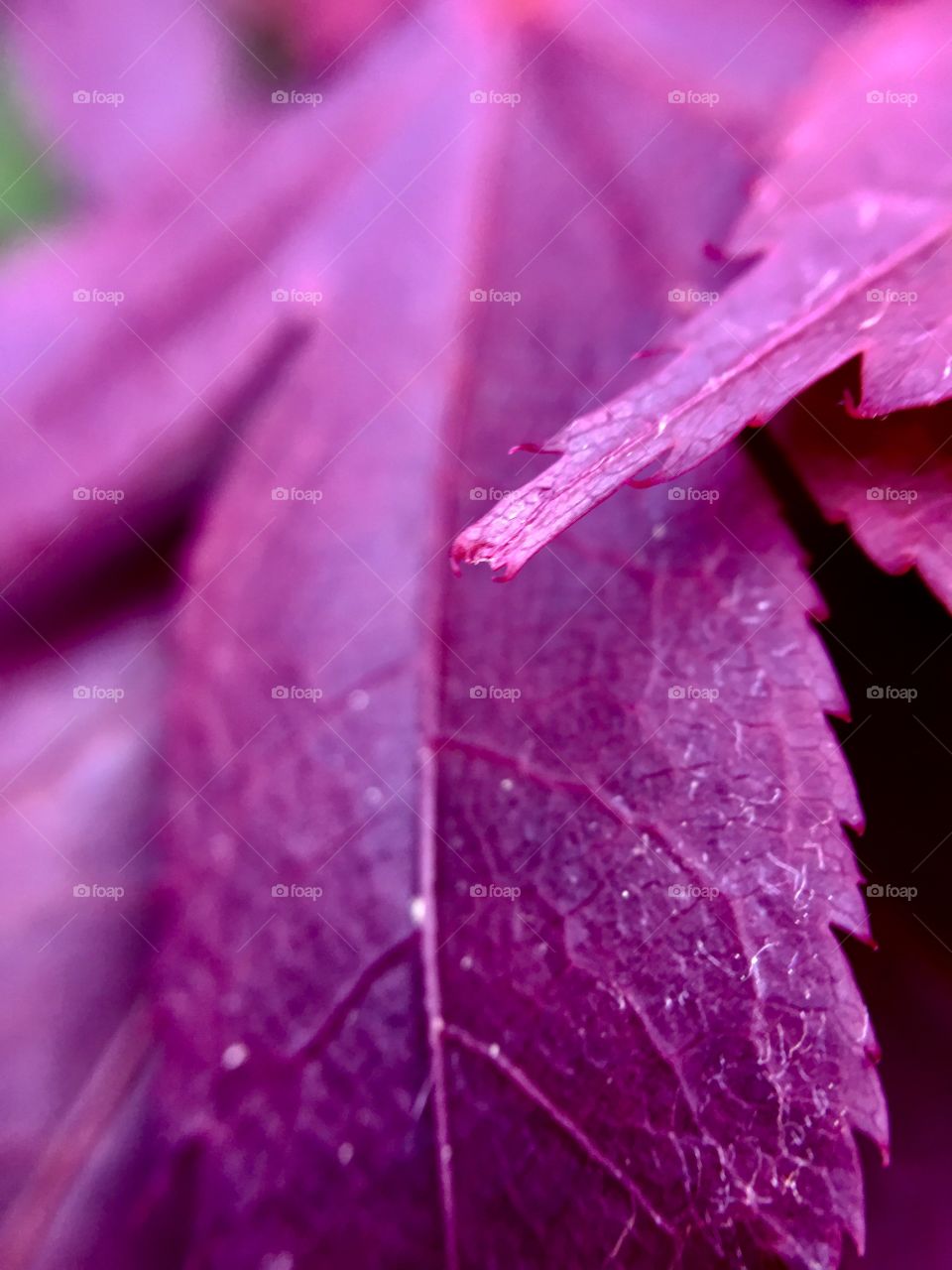 Violet maple leaf closeup.
