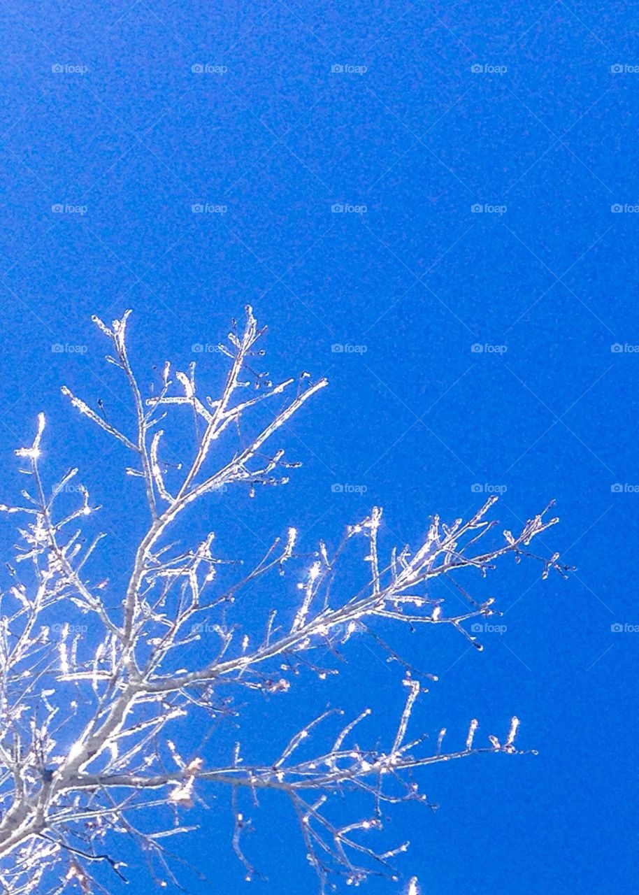 Ice covered tree branch