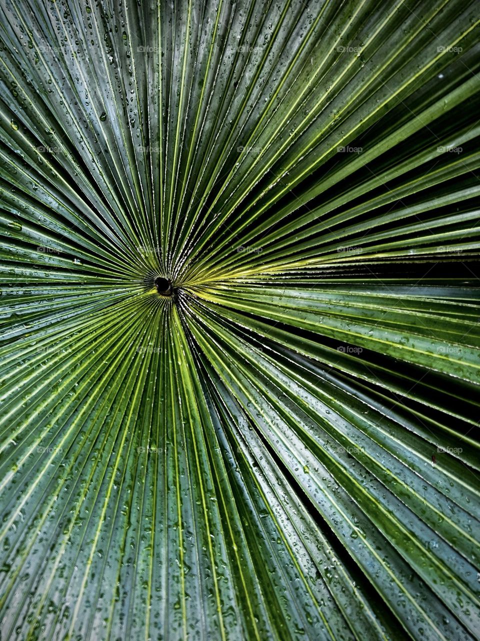 Chinese Fan Palm in full framed