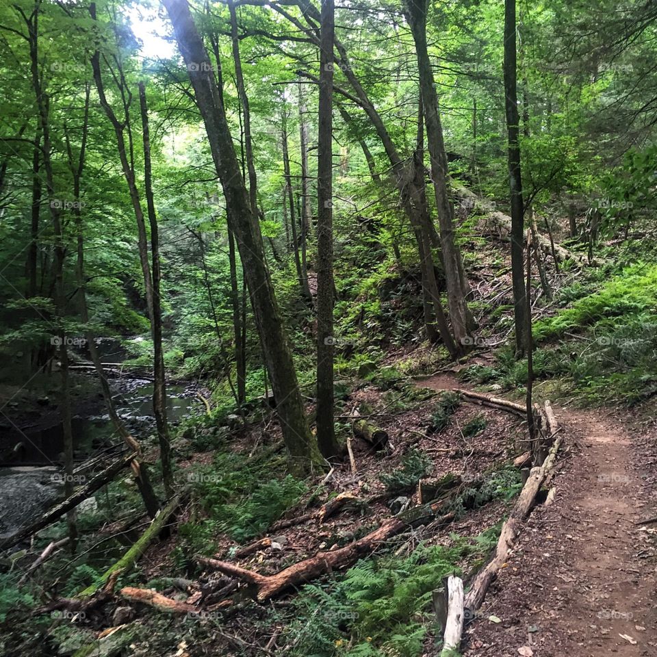 Formed around 15,000 years ago this gorge was a great place to run out all of my fear gremlins this morning. It has one of the few remaining old growth forests on the east coast, coyotes, bobcats and a nice little waterfall. The earliest inhabitants of the gorge were here 8,000 years ago and hunted wooly mammoths across the frozen tundra from the ice age. Now there is a Starbucks nearby (not really, but soon I'm sure). The native Indians were forced off the land in the late 1600s and the remains of a colonial farm are all that's left of that era. This was only a 5 mile run but it was incredibly difficult with tree roots, switch backs, fallen trees and plenty of bowling  ball-sized rocks to run over.