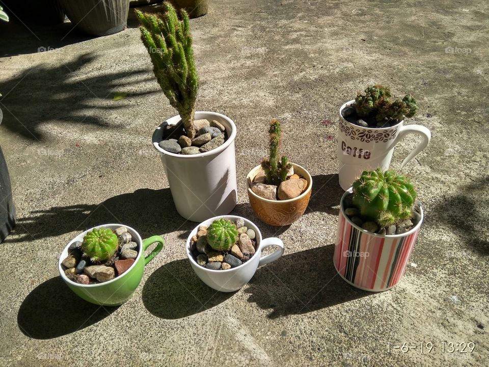 Cacti on reusable mugs. This is to promote zero waste management program.
