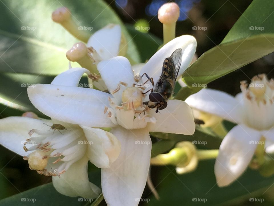 Australian orange and black banded bee