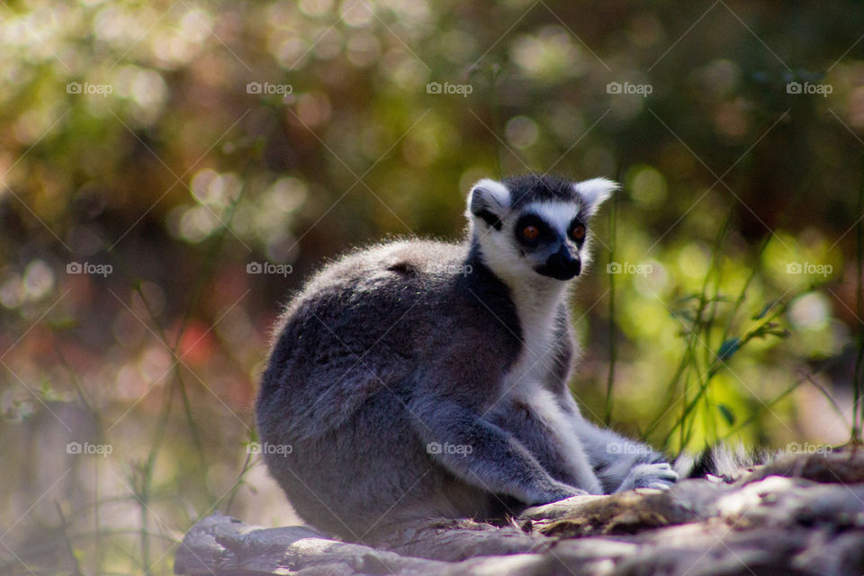 Onlooking Lemur