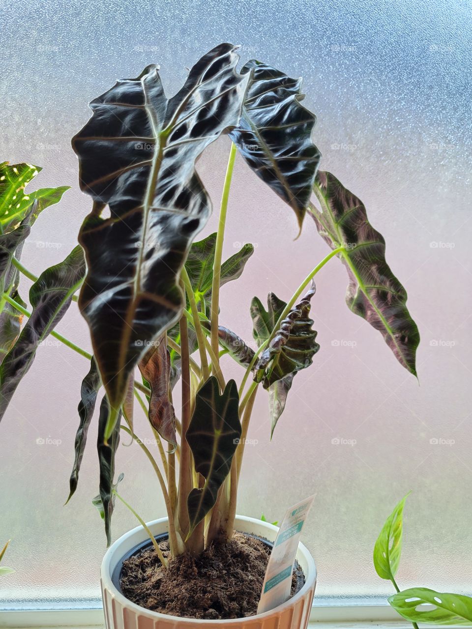 Polly Alocasia in window