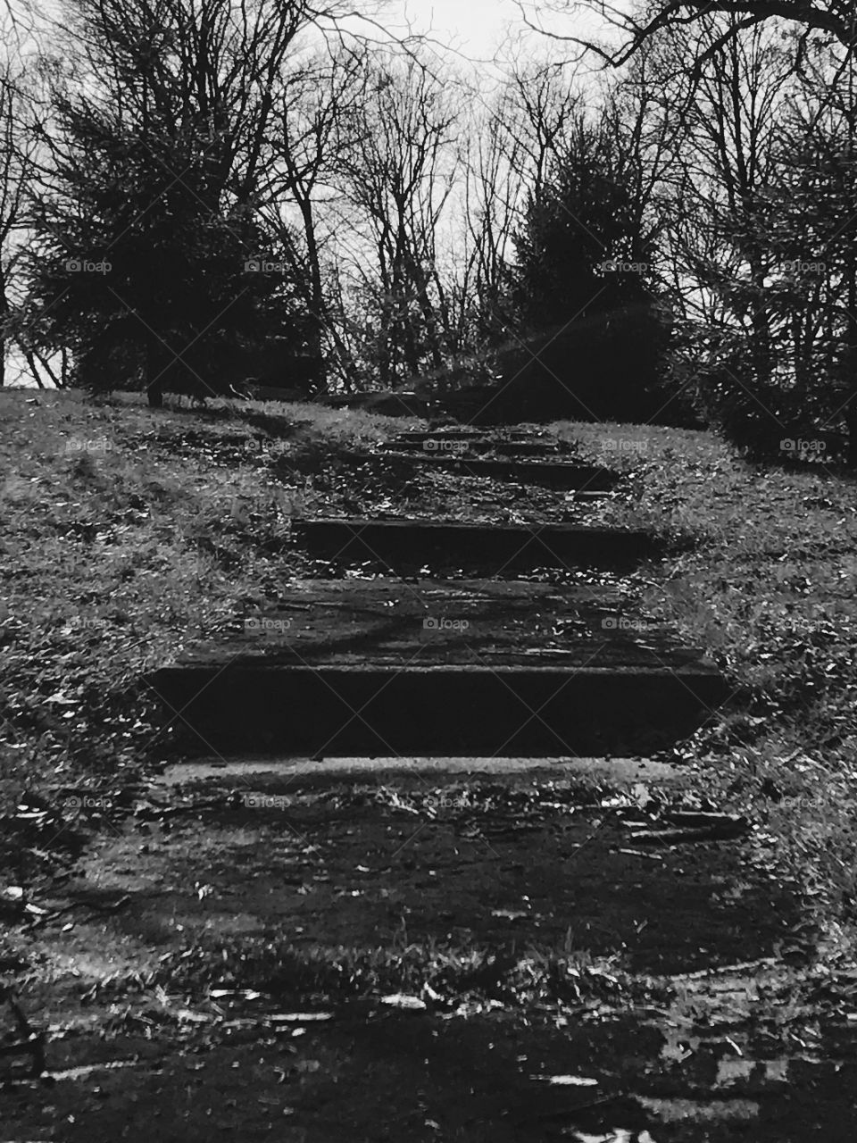 Black and White nature path 