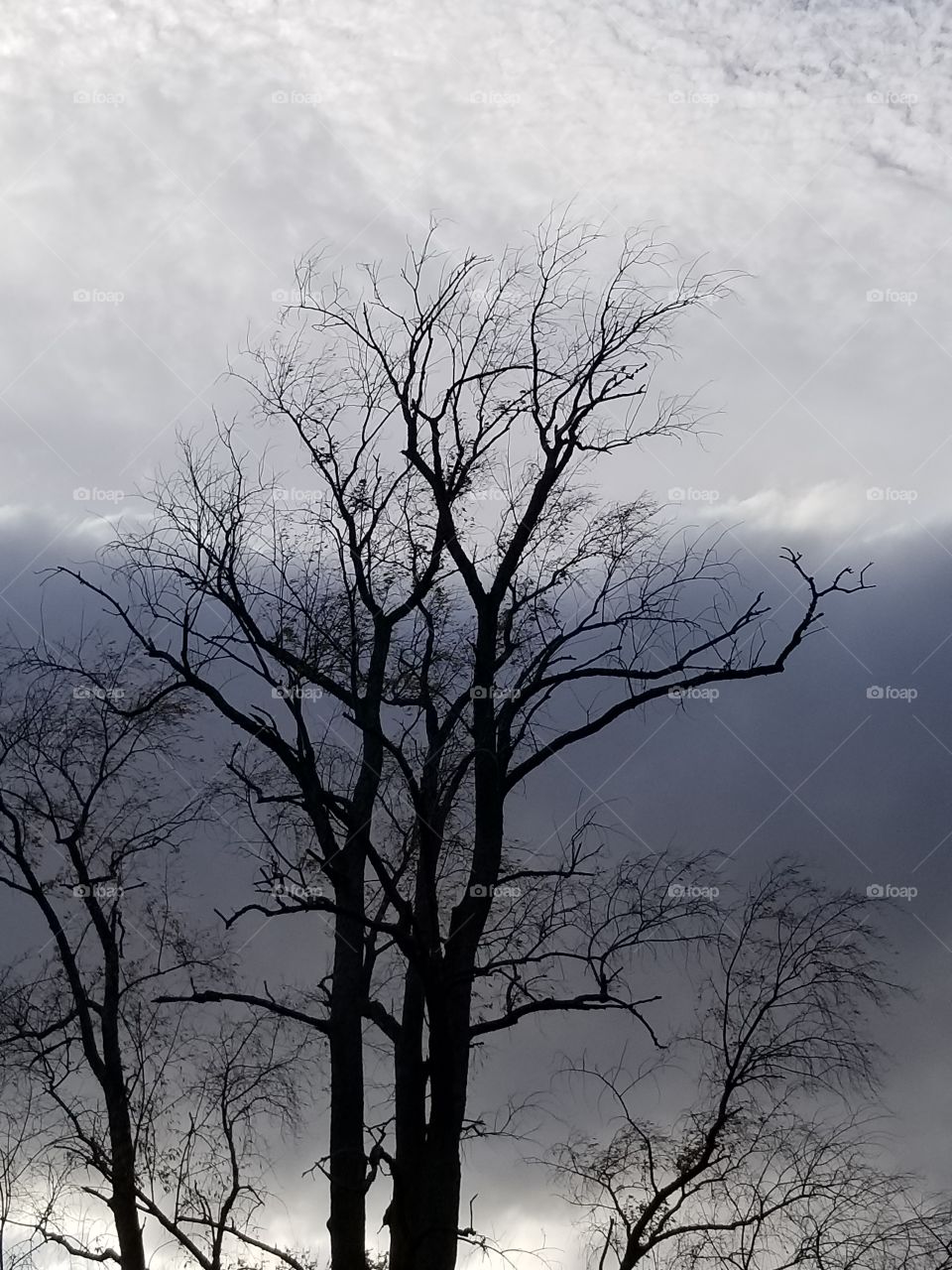 one dark and stormy night ... Cloud cover backgrounds a late-autumn tree on