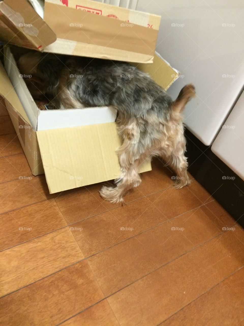 Yorkshire terrier looking through the contents of the box