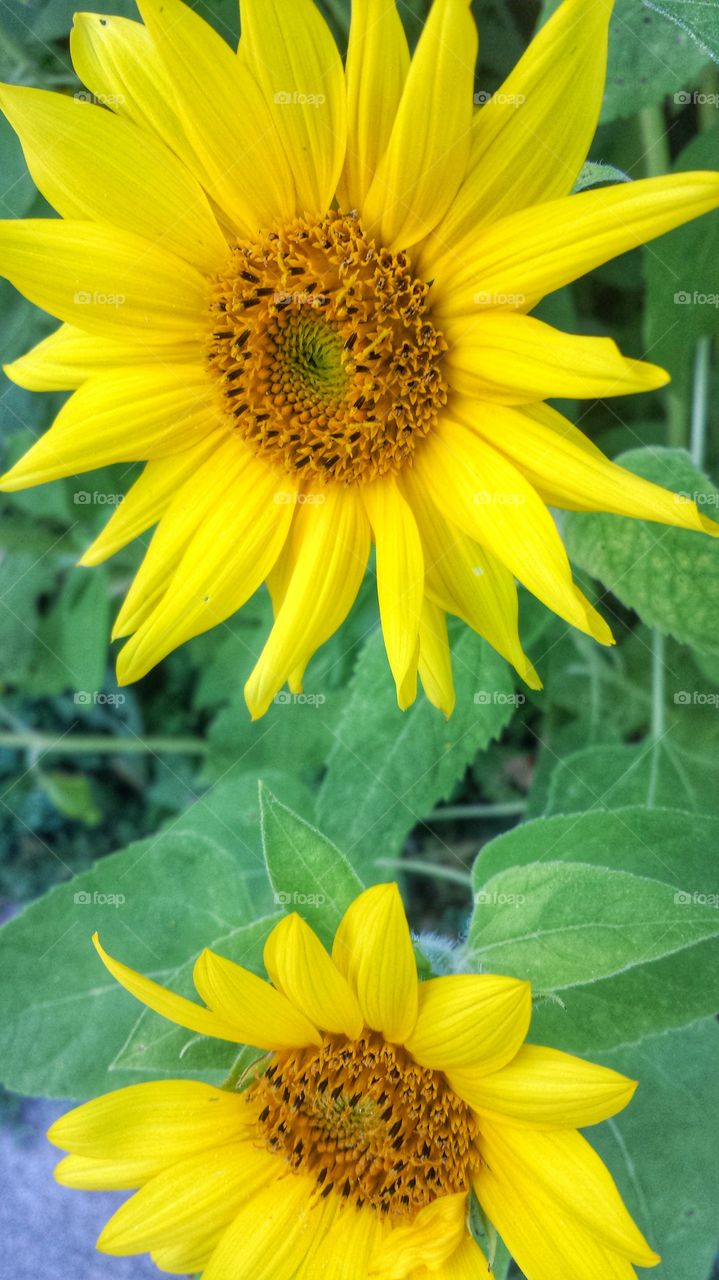 Sunflowers